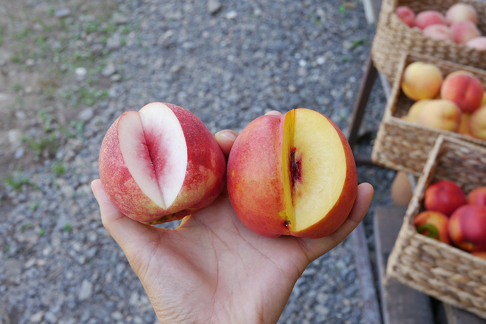 桃、ネクタリン、洋梨と多品種。自家栽培フルーツ、勢揃いです。 - Blog